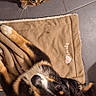 cat, dog, pet, animal, indoor, tile_floor, blanket, brown_cat, black_dog, mixed_breed_dog, tabby, fluffy, lying_down, looking_up, portrait, companionship, home, cozy, adorable, photography