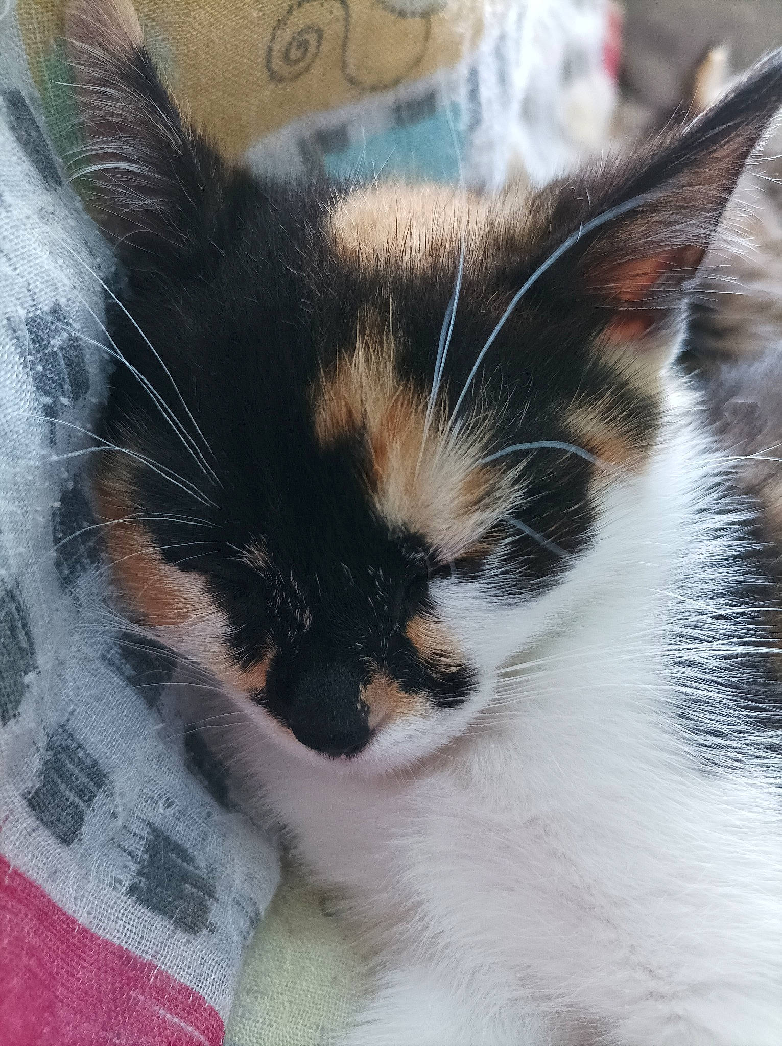 Sawyer participe au concours pour gagner de l'argent avec cette photo : carnivore, cat, claw, cloud, comfort, domestic_short_haired_cat, ear, felidae, fur, hair, paw, sky, small_to_medium_sized_cats, snout, tail, tree, whiskers