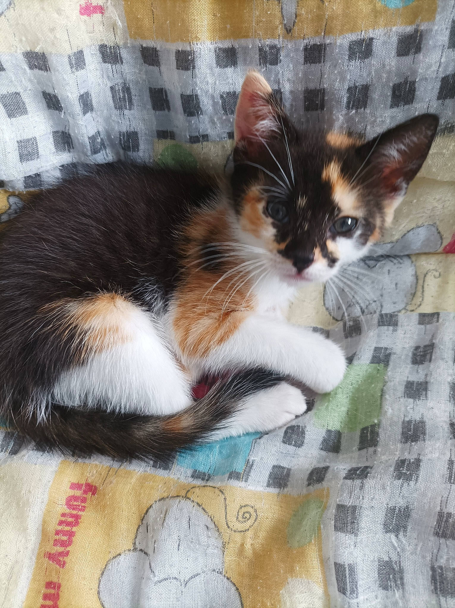 Sawyer participe au concours pour gagner de l'argent avec cette photo : carnivore, cat, cat_supply, claw, comfort, domestic_short_haired_cat, eye, fawn, felidae, fur, lap, linens, pattern, paw, pet_supply, plaid, small_to_medium_sized_cats, snout, tail, whiskers