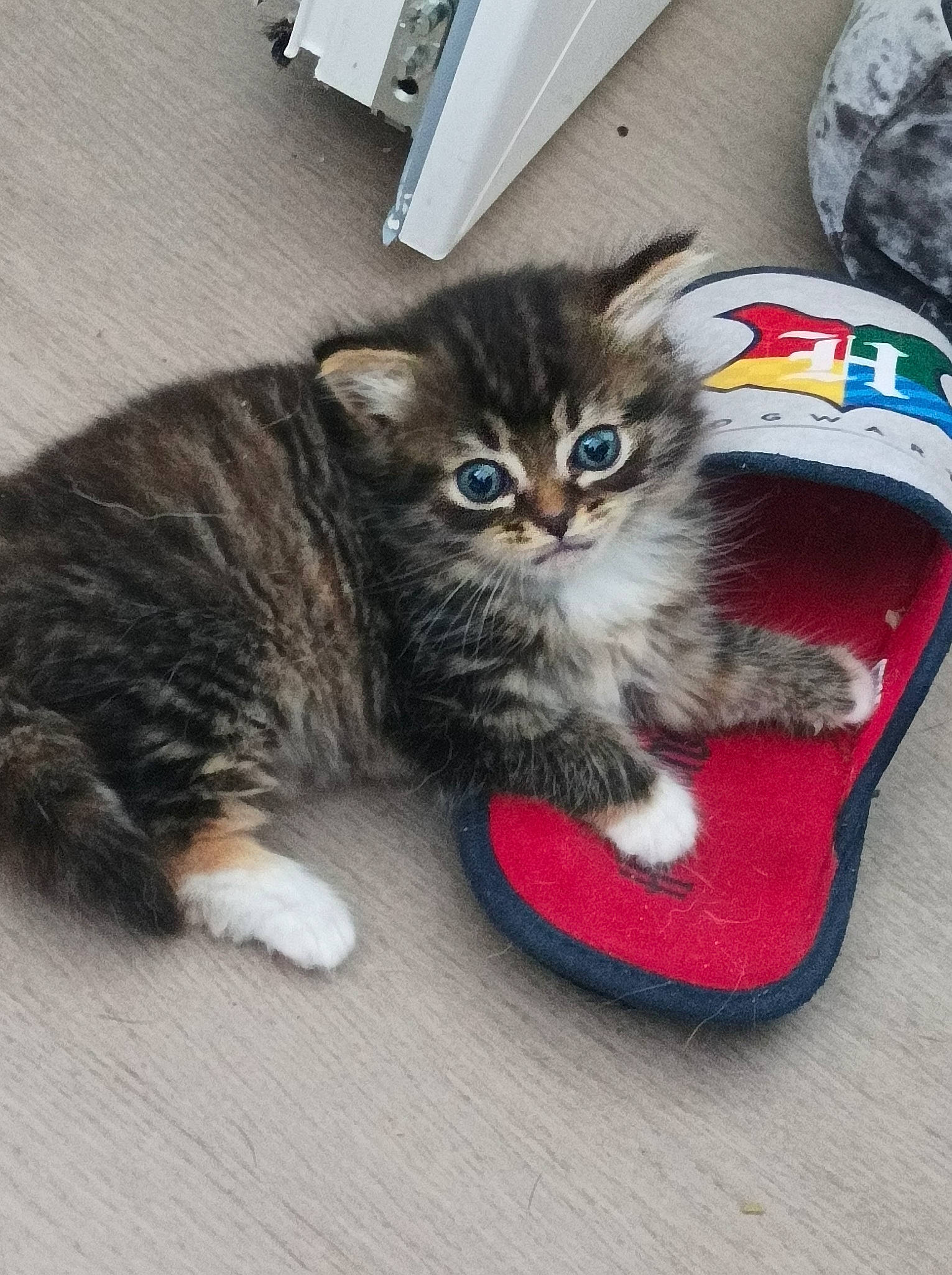 Hermione a rejoint le concours — aidez-le/la à gagner de superbes lots ! box, carnivore, cat, cat_supply, claw, comfort, domestic_short_haired_cat, felidae, flooring, fur, paw, sitting, small_to_medium_sized_cats, snout, tail, terrestrial_animal, whiskers