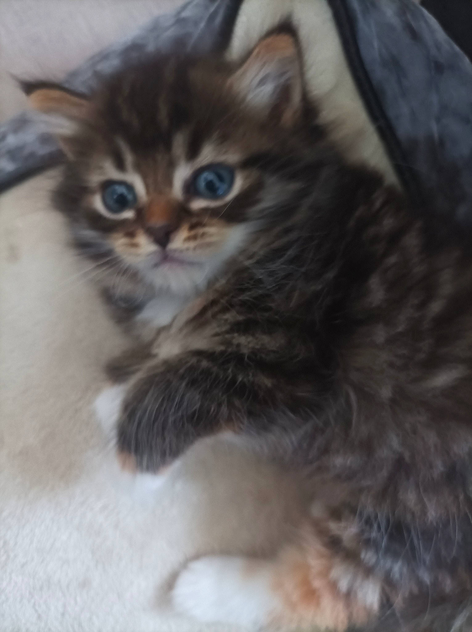 Hermione a rejoint le concours — aidez-le/la à gagner de superbes lots ! carnivore, cat, claw, domestic_short_haired_cat, felidae, fur, paw, small_to_medium_sized_cats, snout, tail, terrestrial_animal, whiskers, wildlife, window