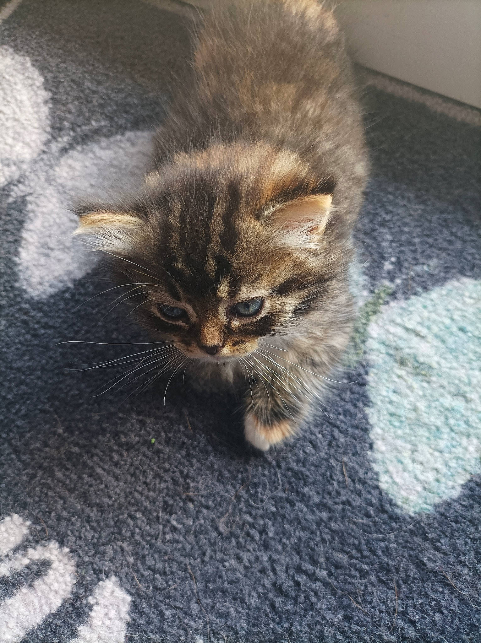 Hermione participe au concours pour gagner de l'argent avec cette photo : carnivore, cat, claw, comfort, domestic_short_haired_cat, fawn, felidae, flooring, fur, grey, nap, paw, sitting, sleep, small_to_medium_sized_cats, snout, tail, terrestrial_animal, whiskers, wildlife