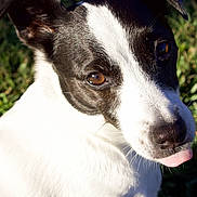 Georgia is registered to the contest to win money with this photo: dog, black_and_white, close_up, tongue_out, outdoor, grass, pet, animal, curious, sunlight, fur, ears, brown_eyes, nature, muzzle, cute, portrait, daylight, domestic_animal, canine