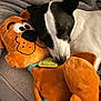 Georgia is registered to the contest to win money with this photo: dog, plush_toy, scooby_doo, sleeping, blanket, cozy, pet, animal, soft_toy, snuggling, cute, black_and_white, resting, indoors, comfort, friendship, relaxing, cuddle, stuffed_animal, nap