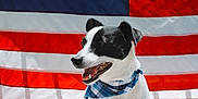 Georgia is registered to the contest to win money with this photo: dog, black_and_white, bandana, american_flag, patriotic, outdoor, sunlight, pet, happy, smiling, sitting, canine, fur, animal, portrait, front_view, holiday, celebration, cute, domestic_animal