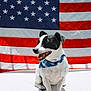 dog, black_and_white, bandana, american_flag, patriotic, outdoor, sunlight, pet, happy, smiling, sitting, canine, fur, animal, portrait, front_view, holiday, celebration, cute, domestic_animal