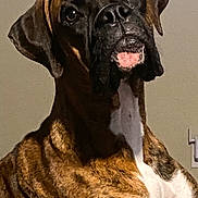 Ella is registered to the contest to win money with this photo: alert, animal, boxer, brindle, brown, canine, companion, couch, dog, domestic, ears, face, fur, indoor, looking, muscular, pet, portrait, sitting, white