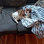 cat, calico_cat, couch, blanket, striped_sheet, wooden_floor, slipper, indoor, pet, feline, resting, fur, cozy, living_room, domestic_animal, relaxed, home, comfort, animal, soft_fabric