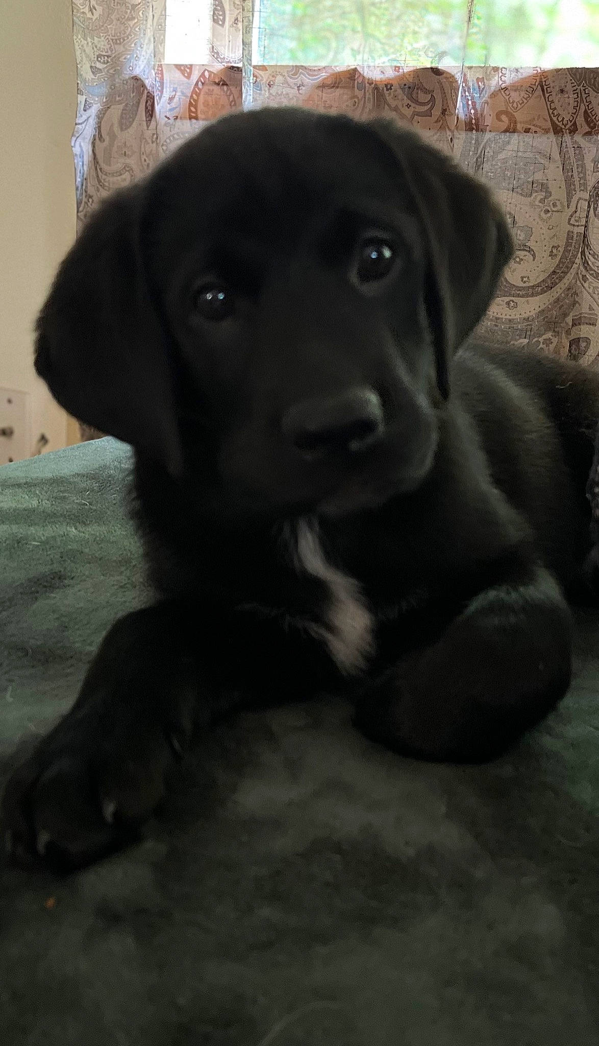 Apollo is registered to the contest to win money with this photo: borador, canidae, carnivore, companion_dog, dog, dog_breed, fawn, fur, gun_dog, hunting_dog, liver, monochrome_photography, natural_material, non_sporting_group, puppy, snout, sporting_group, terrestrial_animal, whiskers, working_animal