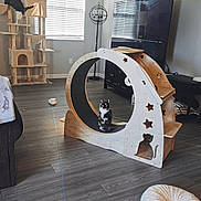 Latte joined the competition — help win amazing prizes! cat, cat_tree, cat_wheel, indoor, living_room, window, floor, television, furniture, cushion, toy, playful, wooden, modern, pets, animal, home, relaxing, cozy, light