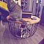 cat, tabby_cat, calico_cat, furniture, table, wire_basket, floor, indoor, home_decor, candle, wallet, cozy, wood_floor, sitting, pet, animal, domestic, curious, relaxing, feline
