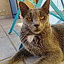 Mister Grey a rejoint le concours — aidez-le/la à gagner de superbes lots ! cat, gray_cat, feline, pet, close_up, portrait, yellow_eyes, whiskers, ears, fur, white_chest_patch, relaxed, lying_down, tile_floor, outdoor_patio, metal_chair, turquoise_chair, paws, attentive, domestic