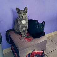 Mister Grey a rejoint le concours — aidez-le/la à gagner de superbes lots ! cat, gray_cat, black_cat, pair, sitting, ottoman, cushion, purple_wall, tiled_floor, eyes, whiskers, ears, indoor, pet, portrait, looking_at_camera, furniture, paws, cozy, animal
