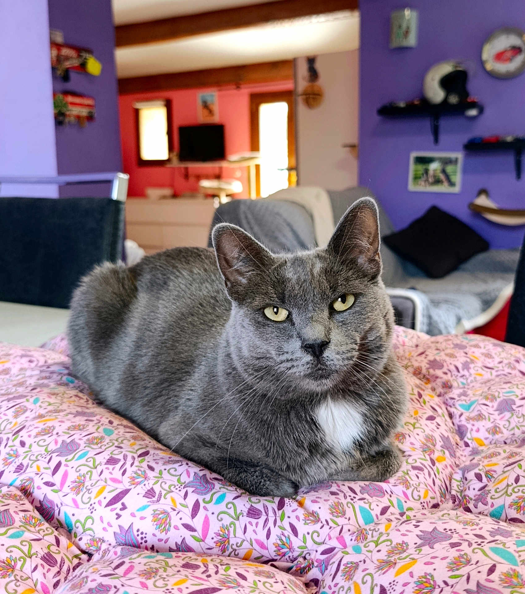 Mister Grey a rejoint le concours — aidez-le/la à gagner de superbes lots ! cat, grey_cat, pet, indoor, blanket, floral_pattern, bedding, living_room, sofa, pillow, yellow_eyes, whiskers, ears, relaxed, cozy, home_decor, shelf, helmet, portrait, fur