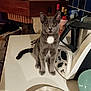 Mister Grey participe au concours pour gagner de l'argent avec cette photo : cat, gray_cat, white_chest, sitting, countertop, kitchen, appliance, thermomix, tile_wall, bottle, spray_bottle, bowl, tail, golden_eyes, whiskers, looking_at_camera, indoor, front_paws, home_kitchen, cute_pet