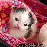 kitten, cat, baby_animal, pink_blanket, polka_dots, cute, furry, animal, pet, cozy, soft_texture, close_up, indoor, small, young, adorable, resting, curious, snuggled, colorful