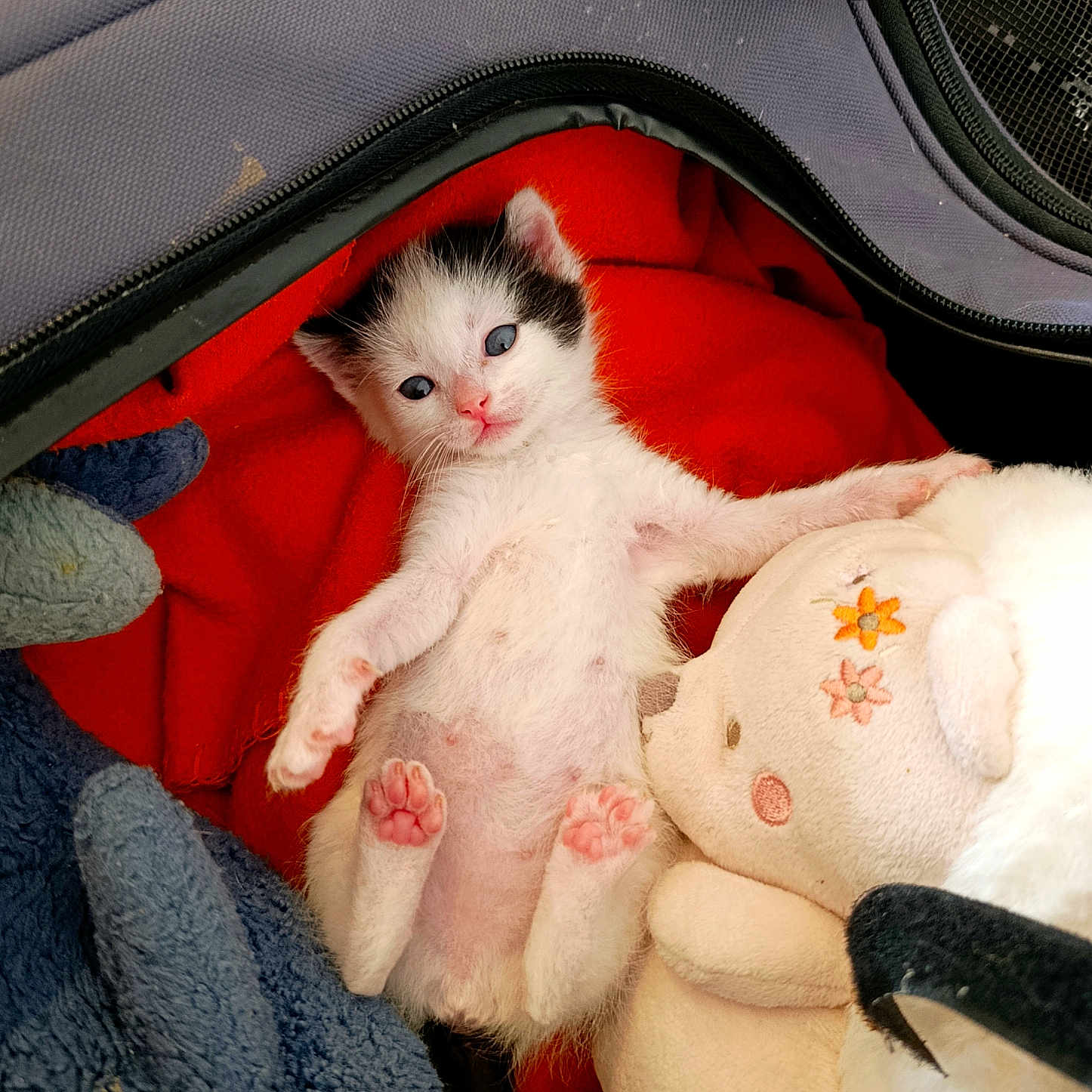 Mozart a rejoint le concours — aidez-le/la à gagner de superbes lots ! kitten, cat, baby_cat, plush_toy, stuffed_animal, blanket, red_blanket, soft_toys, pet_bed, cute, sleeping_bag, indoor, animal, young, small, pink_paws, black_and_white_cat, resting, cozy, fur