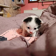 Mozart a rejoint le concours — aidez-le/la à gagner de superbes lots ! kitten, cat, black_and_white, small, cute, bed, blanket, indoors, cozy, soft, fur, animal, pet, young, exploring, curious, pink, fabric, home, comfort