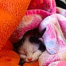 Mozart a rejoint le concours — aidez-le/la à gagner de superbes lots ! kitten, sleeping, blanket, orange, pink, soft, cozy, fur, cute, newborn, pet, animal, resting, furball, snuggled, warm, closeup, adorable, comfort, domestic_cat
