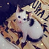 Mozart participe au concours pour gagner de l'argent avec cette photo : animal, black_spots, blanket, bokeh, cat, cozy, cute, eyes, feline, fur, indoors, kitten, lights, looking_up, pet, sitting, small, soft, white, young