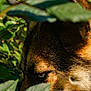 dog, face, close_up, leaf, greenery, outdoor, nature, animal, fur, eye, snout, canine, sunlight, shadow, plant, bush, portrait, muzzle, wildlife, camouflage