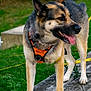 dog, german_shepherd, outdoor, grass, wood, harness, pet, animal, tongue_out, canine, nature, standing, side_view, fur, ears, paws, greenery, daylight, muzzle, alert