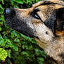 dog, canine, animal, pet, close_up, profile, fur, blue_eyes, outdoor, nature, greenery, leaf, snout, portrait, muzzle, ears, alert, watchful, background, wildlife