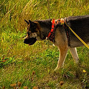 Peach a rejoint le concours — aidez-le/la à gagner de superbes lots ! dog, german_shepherd, leash, harness, grass, meadow, flowers, outdoor, nature, animal, canine, sunlight, greenery, sniffing, walking, pet, field, side_view, summer, daytime