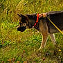 dog, german_shepherd, leash, harness, grass, meadow, flowers, outdoor, nature, animal, canine, sunlight, greenery, sniffing, walking, pet, field, side_view, summer, daytime
