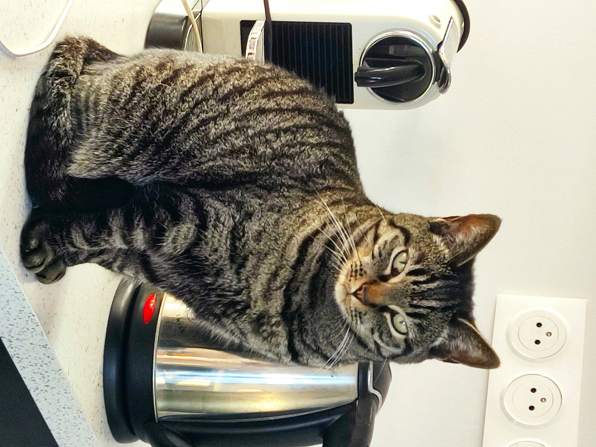 Nala participe au concours pour gagner de l'argent avec cette photo : carnivore, cat, comfort, domestic_short_haired_cat, felidae, fur, light_switch, metal, small_to_medium_sized_cats, snout, tail, vertebrate, wall_plate, wall_socket, whiskers