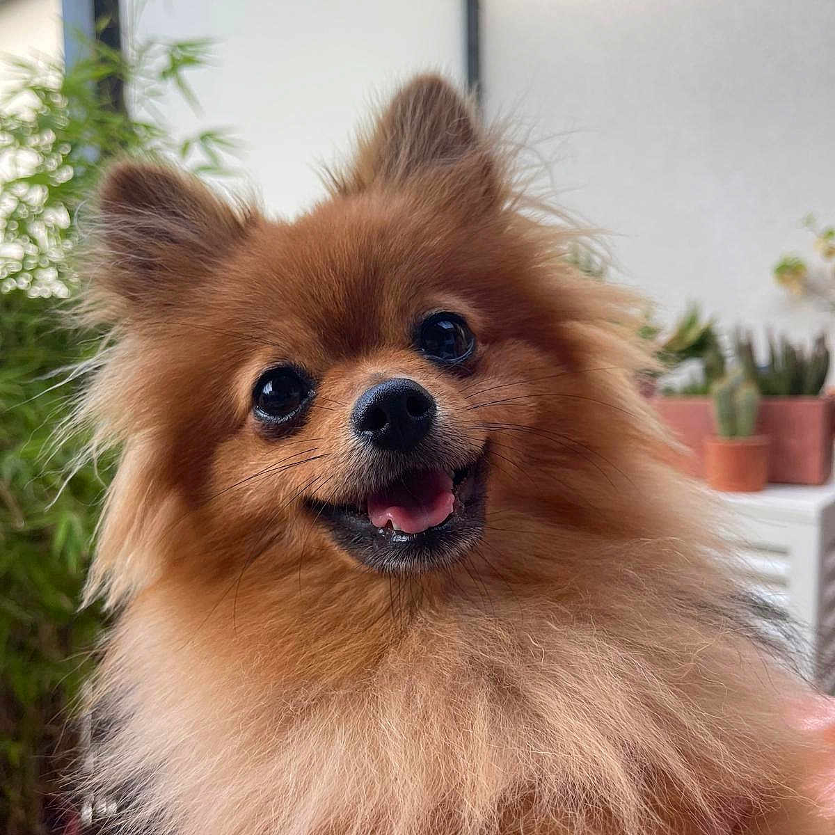 Venga participe au concours pour gagner de l'argent avec cette photo : animal, bodypart, canine, cockerspaniel, dog, face, head, indoors, interiordesign, jar, mouth, papillon, person, pet, photography, plant, portrait, pottedplant, puppy, teeth