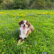 Taika Del Sol a rejoint le concours — aidez-le/la à gagner de superbes lots ! dog, grass, flowers, meadow, outdoor, nature, canine, tongue_out, happy, brown_and_white, summer, sunny, clouds, greenery, animal, pet, field, relaxed, flora, scenery