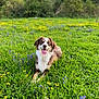 dog, grass, flowers, meadow, outdoor, nature, canine, tongue_out, happy, brown_and_white, summer, sunny, clouds, greenery, animal, pet, field, relaxed, flora, scenery
