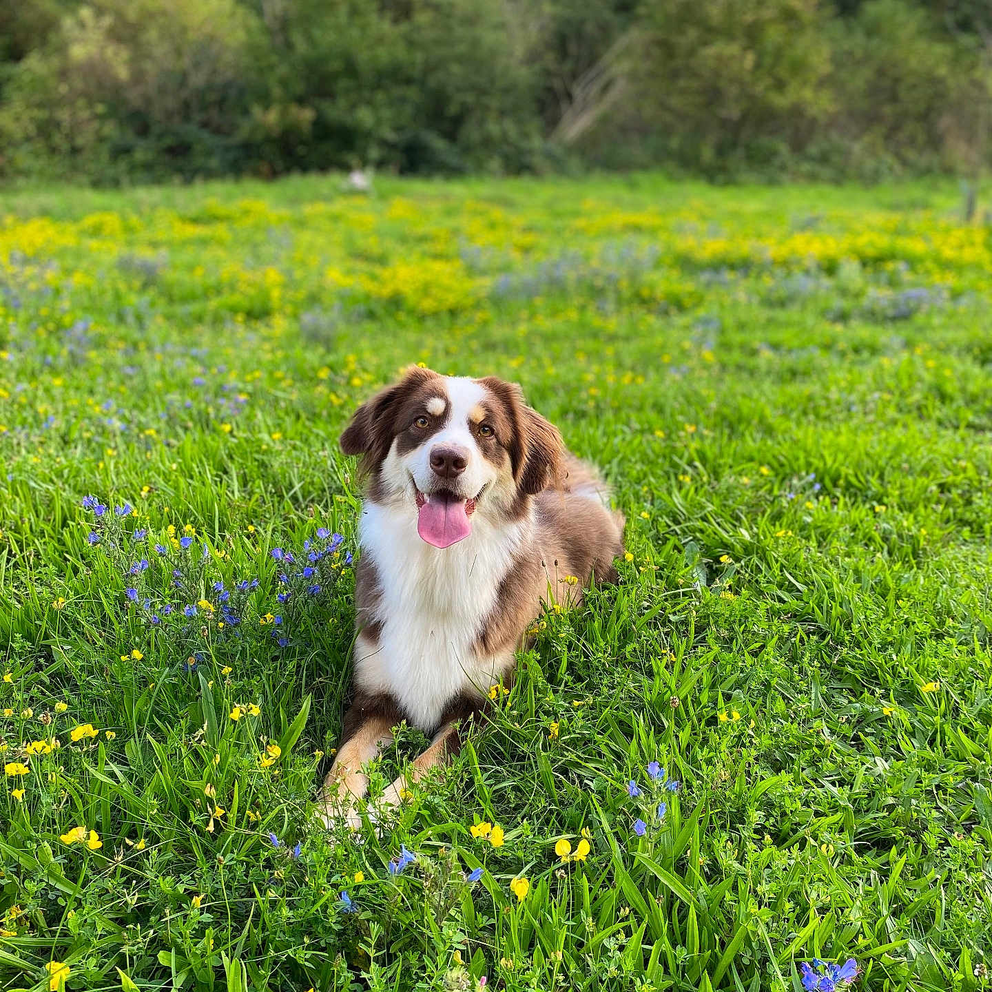 Taika Del Sol a rejoint le concours — aidez-le/la à gagner de superbes lots ! animal, brown_and_white, canine, clouds, dog, field, flora, flowers, grass, greenery, happy, meadow, nature, outdoor, pet, relaxed, scenery, summer, sunny, tongue_out
