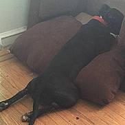 Queenie is registered to the contest to win money with this photo: