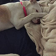 Crazy Daisy is registered to the contest to win money with this photo: