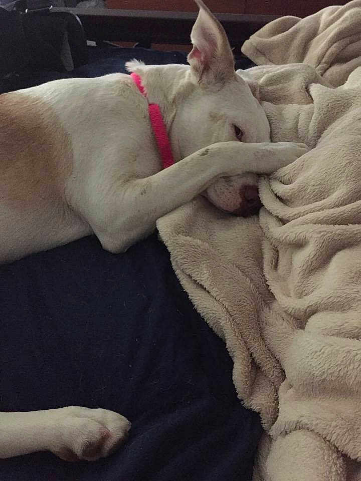 Crazy Daisy