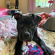 Mr. T joined the competition — help win amazing prizes! bed, bedroom, black_dog, blanket, cozy, curtain, dog, eyes, floral_bedding, indoor, looking_at_camera, nose, paws, pet, pillow, playful, puppy, rope_toy, toy, window