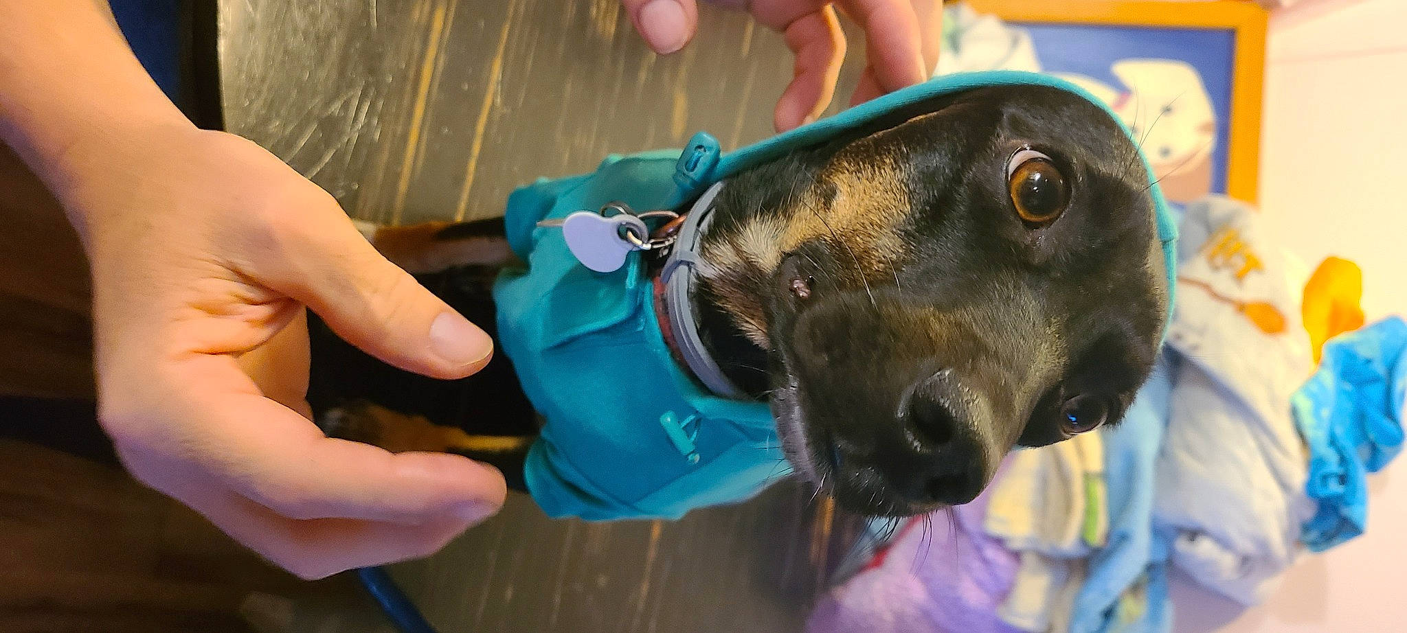 Grace joined the competition — help win amazing prizes! canidae, carnivore, collar, companion_dog, dog, dog_breed, dog_collar, ear, electric_blue, fashion_accessory, fawn, fur, nail, pet_supply, snout, sporting_group, thumb, whiskers, working_animal, wrist