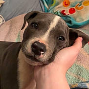 Loki joined the competition — help win amazing prizes! puppy, dog, hand, bed, blanket, pillow, indoor, cute, pet, resting, animal, young, snout, ears, fur, comfort, colorful, soft, closeup, friendship