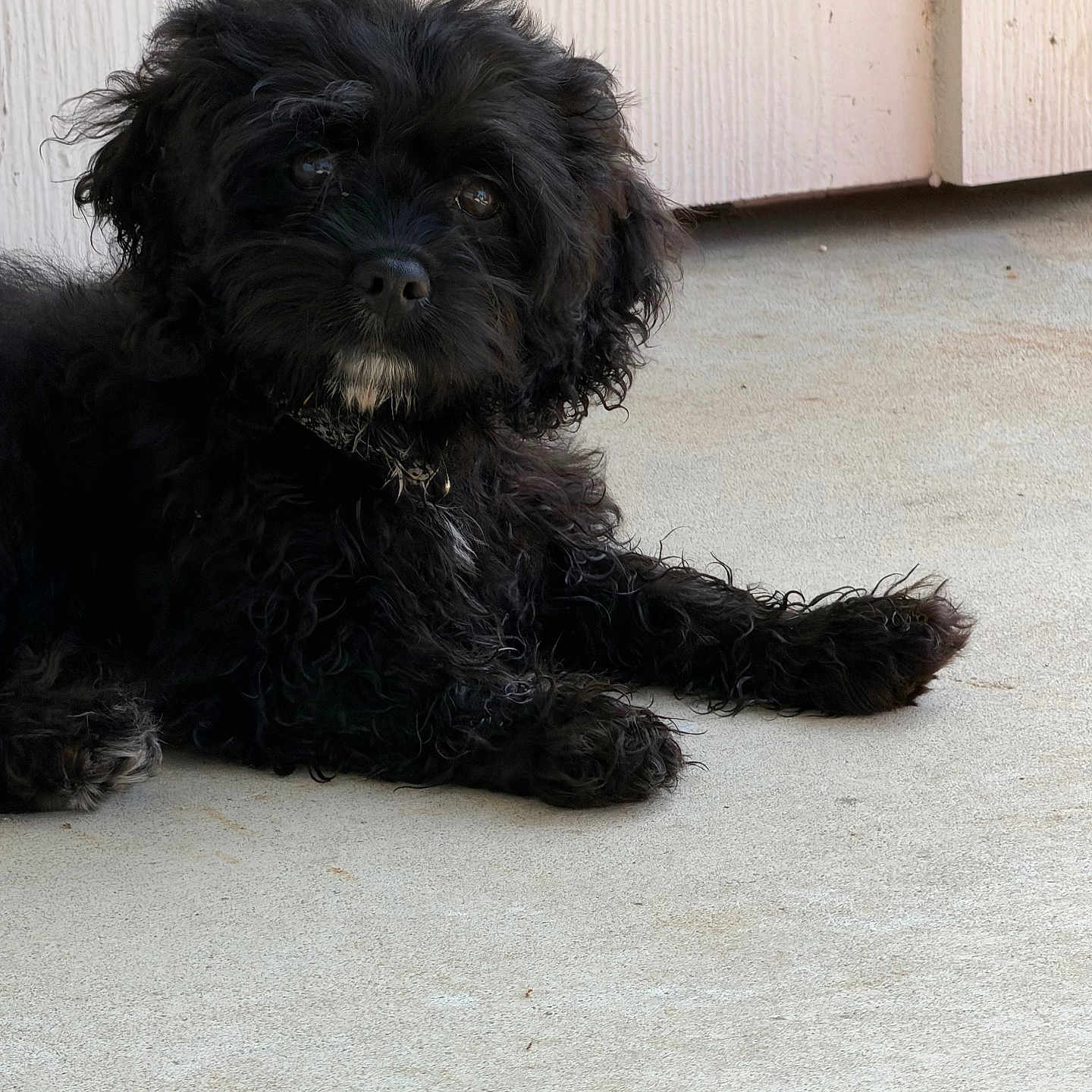 Bruno