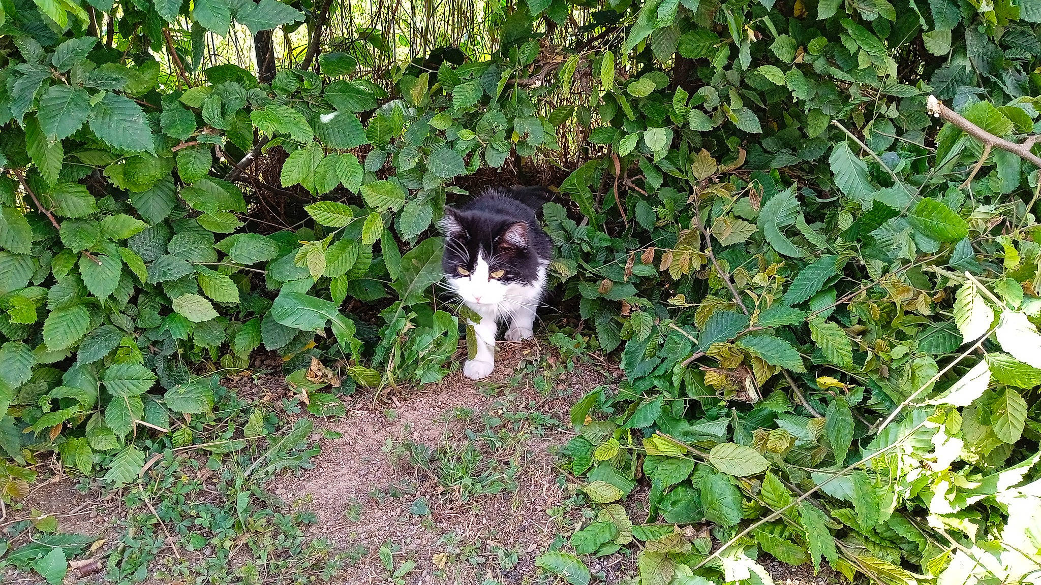 Mélo a rejoint le concours — aidez-le/la à gagner de superbes lots ! annual_plant, carnivore, cat, dog_breed, domestic_short_haired_cat, felidae, flowering_plant, grass, groundcover, herb, leaf, plant, shrub, small_to_medium_sized_cats, soil, sporting_group, subshrub, tail, terrestrial_animal, whiskers