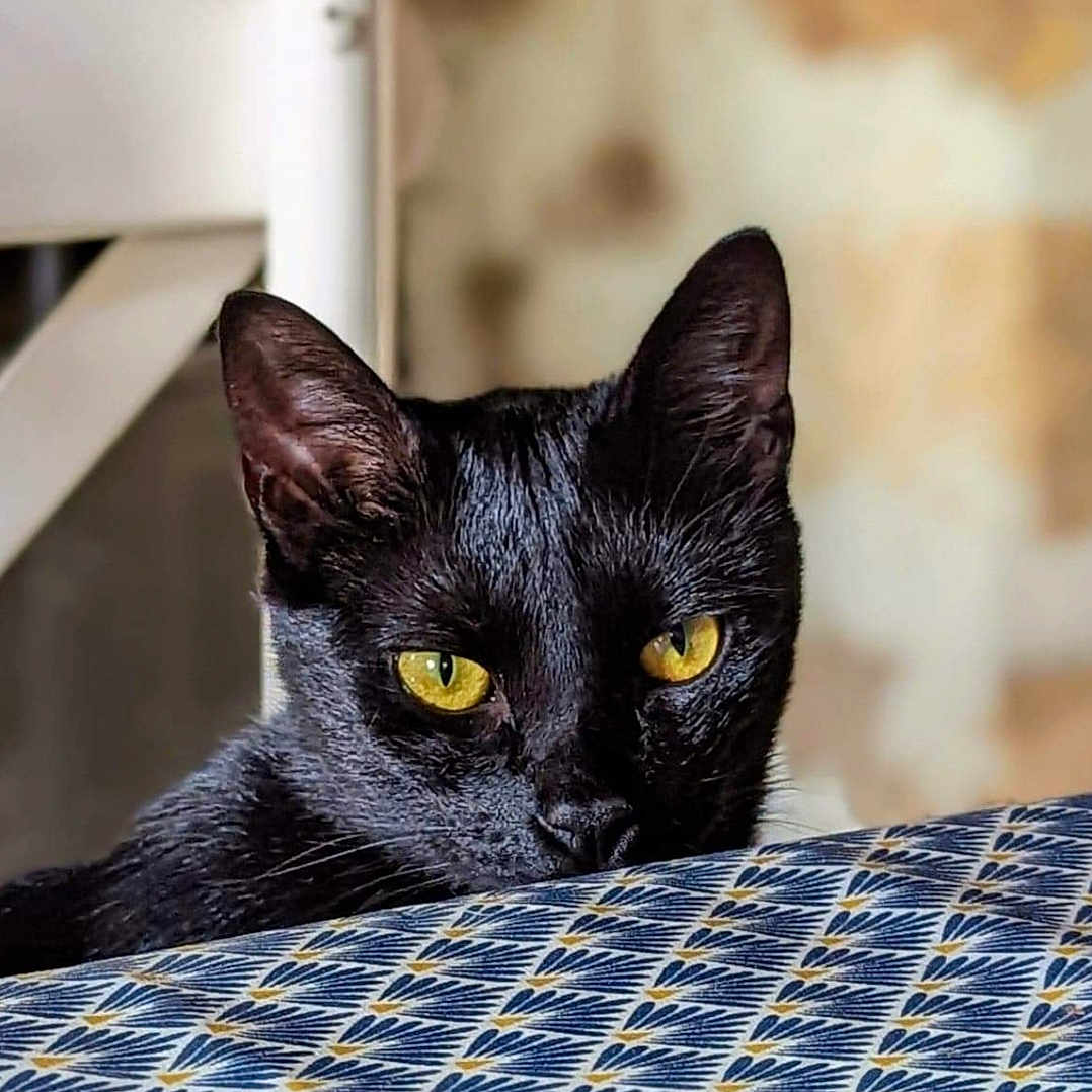 Jean-Claude a rejoint le concours — aidez-le/la à gagner de superbes lots ! animal, black_cat, cat, chair, closeup, curious, domestic_animal, domestic_cat, feline, fur, indoor, looking, mysterious, patterned_fabric, pet, portrait, resting, tablecloth, whiskers, yellow_eyes