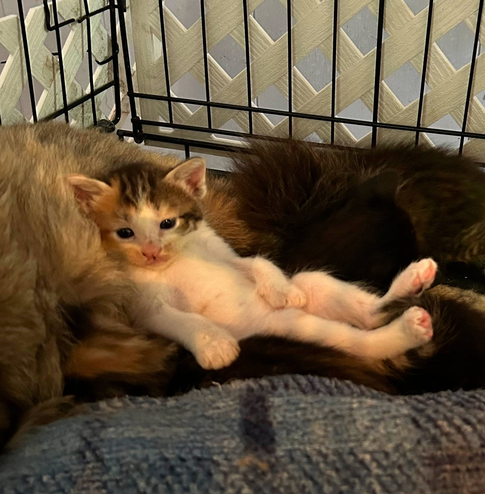 Tiny is registered to the contest to win money with this photo: animal_shelter, carnivore, cat, cat_supply, claw, comfort, domestic_short_haired_cat, fawn, felidae, fence, foot, fur, mammal, paw, pet_supply, small_to_medium_sized_cats, snout, tail, vertebrate, whiskers