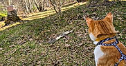 Blitz joined the competition — help win amazing prizes! animal, autumn, back_view, cat, curious, daytime, exploring, forest, grass, harness, leaves, nature, orange_cat, outdoor, pets, sunny, trees, walking, white_cat, wooden_cabin