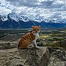 Blitz is registered to the contest to win money with this photo: adventure, animal, cat, cloudy_sky, exploration, field, harness, landscape, leash, mountain, nature, orange_cat, outdoor, pet, rock, scenic, sky, snow_capped_mountain, valley, wildlife