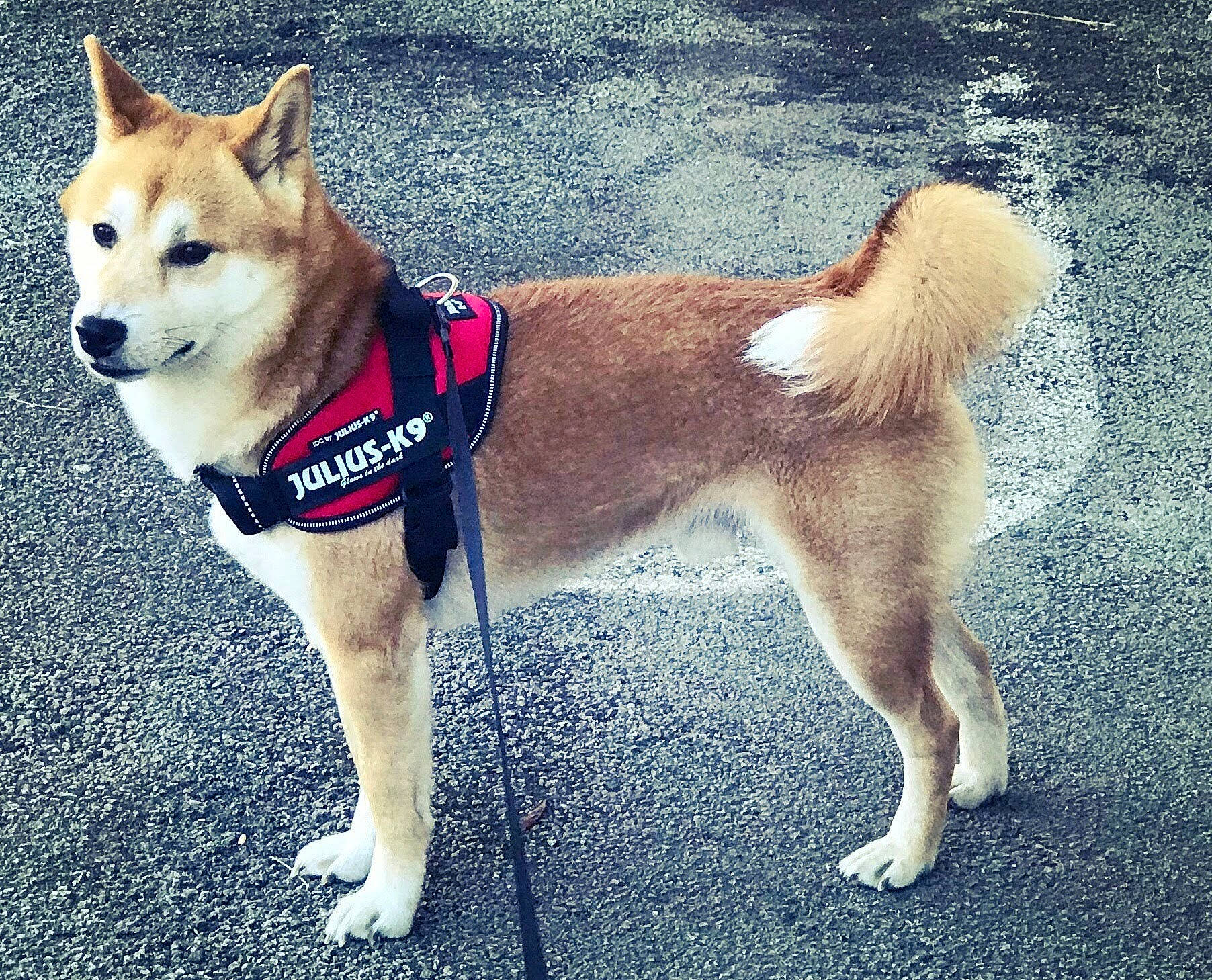 Jackpot participe au concours pour gagner de l'argent avec cette photo : ancient_dog_breeds, canidae, carnivore, collar, companion_dog, dog, dog_breed, dog_collar, dog_supply, fawn, herding_dog, leash, non_sporting_group, pet_supply, road_surface, snout, sporting_group, tail, working_animal, working_dog