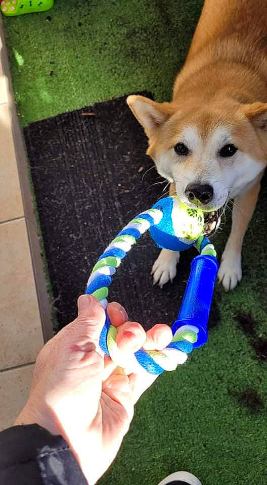 Jackpot participe au concours pour gagner de l'argent avec cette photo : canidae, carnivore, chair, companion_dog, dog, dog_breed, dog_supply, electric_blue, fashion_accessory, fawn, finger, gesture, grass, nail, sporting_group, tail, thumb, toy, working_animal, wrist