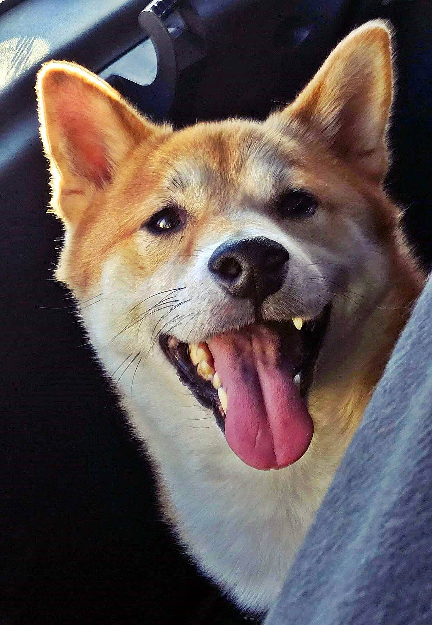 Jackpot a rejoint le concours — aidez-le/la à gagner de superbes lots ! canidae, carnivore, collar, companion_dog, dog, dog_breed, electric_blue, fang, fawn, fur, photo_caption, snout, sporting_group, terrestrial_animal, whiskers, wildlife, window, windshield, working_animal, working_dog