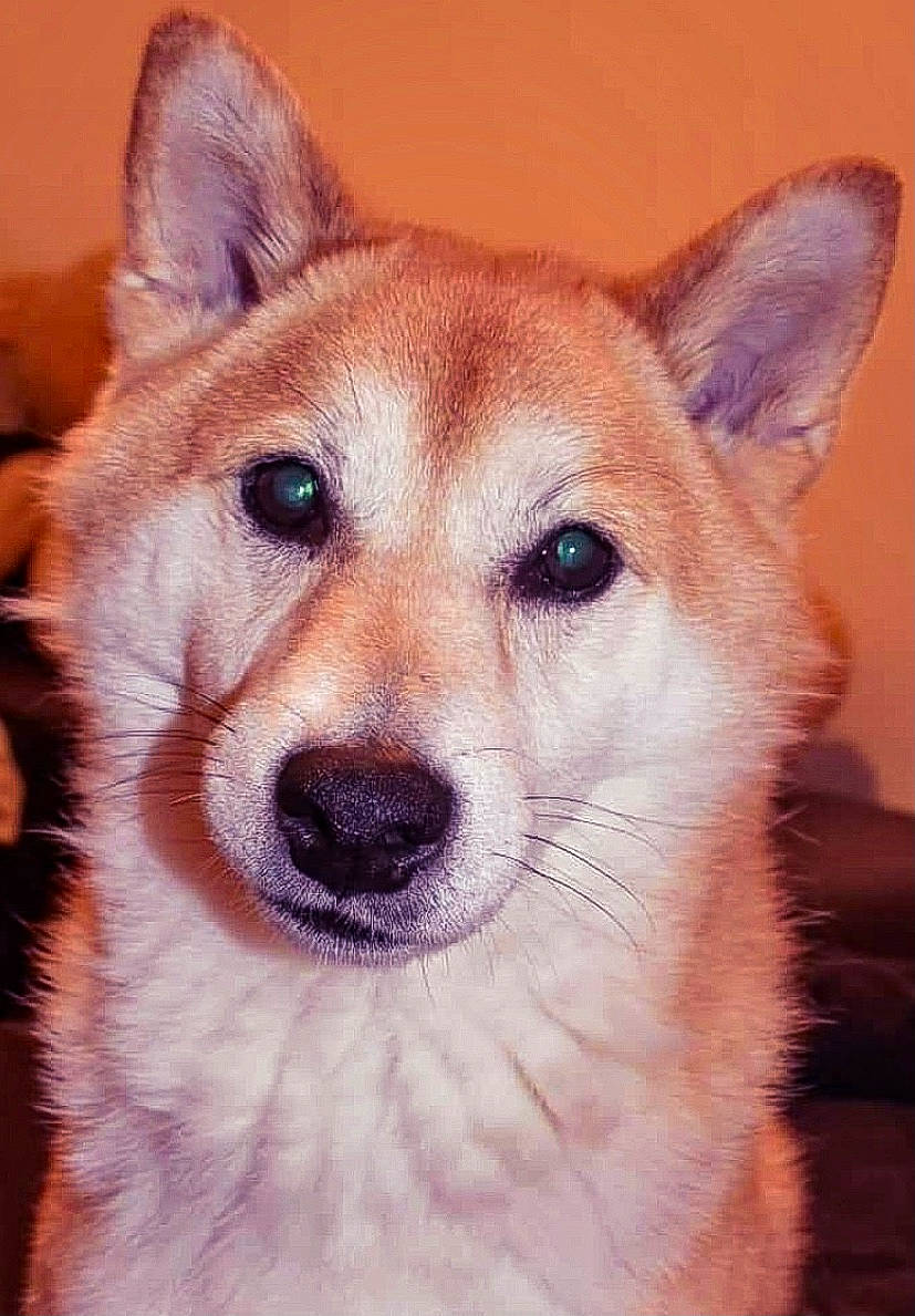 Jackpot a rejoint le concours — aidez-le/la à gagner de superbes lots ! ancient_dog_breeds, canidae, carnivore, companion_dog, dingo, dog, dog_breed, fawn, fur, jaw, non_sporting_group, snout, sporting_group, swift_fox, terrestrial_animal, whiskers, wildlife